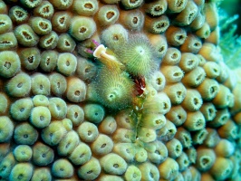 Christmas Tree Worm IMG 9550